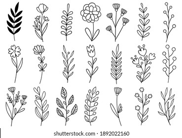 collection forest fern eucalyptus art foliage natural leaves herbs in line style. Decorative beauty elegant illustration for design hand drawn flower