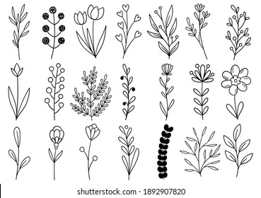 collection forest fern eucalyptus art foliage natural leaves herbs in line style. Decorative beauty elegant illustration for design hand drawn flower