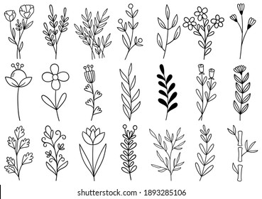 collection forest fern eucalyptus art foliage natural leaves herbs in line style. Decorative beauty elegant illustration for design hand drawn flower