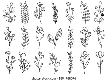 collection forest fern eucalyptus art foliage natural leaves herbs in line style. Decorative beauty elegant illustration for design hand drawn flower
