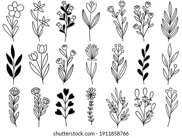 collection forest fern eucalyptus art foliage natural leaves herbs in line style. Decorative beauty elegant illustration for design hand drawn flower