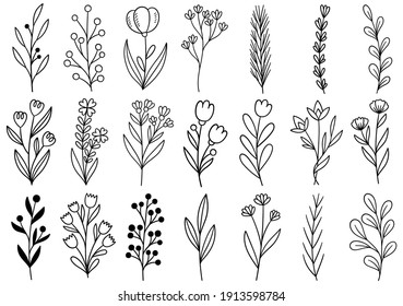 collection forest fern eucalyptus art foliage natural leaves herbs in line style. Decorative beauty elegant illustration for design hand drawn flower