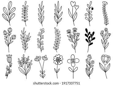 collection forest fern eucalyptus art foliage natural leaves herbs in line style. Decorative beauty elegant illustration for design hand drawn flower