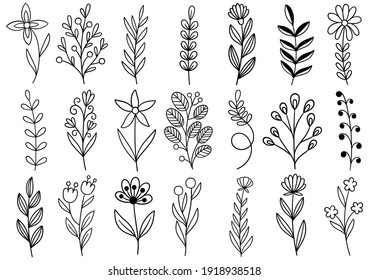 collection forest fern eucalyptus art foliage natural leaves herbs in line style. Decorative beauty elegant illustration for design hand drawn flower