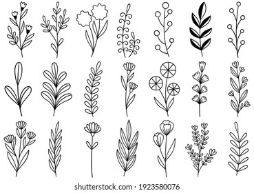 collection forest fern eucalyptus art foliage natural leaves herbs in line style. Decorative beauty elegant illustration for design hand drawn flower