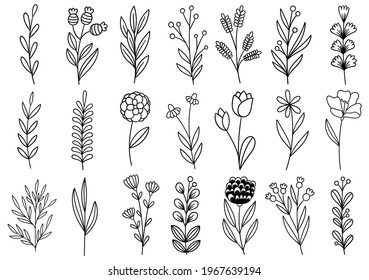 collection forest fern eucalyptus art foliage natural leaves herbs in line style. Decorative beauty elegant illustration for design hand drawn flower
