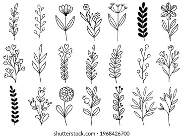 collection forest fern eucalyptus art foliage natural leaves herbs in line style. Decorative beauty elegant illustration for design hand drawn flower