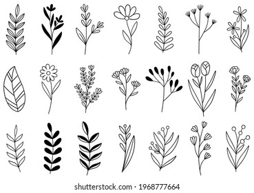 collection forest fern eucalyptus art foliage natural leaves herbs in line style. Decorative beauty elegant illustration for design hand drawn flower