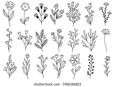 collection forest fern eucalyptus art foliage natural leaves herbs in line style. Decorative beauty elegant illustration for design hand drawn flower