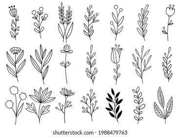 collection forest fern eucalyptus art foliage natural leaves herbs in line style. Decorative beauty elegant illustration for design hand drawn flower
