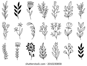 collection forest fern eucalyptus art foliage natural leaves herbs in line style. Decorative beauty elegant illustration for design hand drawn flower