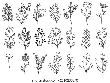 collection forest fern eucalyptus art foliage natural leaves herbs in line style. Decorative beauty elegant illustration for design hand drawn flower