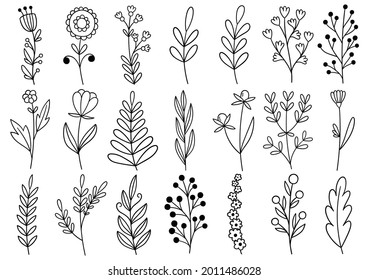 collection forest fern eucalyptus art foliage natural leaves herbs in line style. Decorative beauty elegant illustration for design hand drawn flower