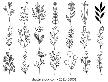 collection forest fern eucalyptus art foliage natural leaves herbs in line style. Decorative beauty elegant illustration for design hand drawn flower