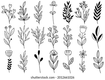 collection forest fern eucalyptus art foliage natural leaves herbs in line style. Decorative beauty elegant illustration for design hand drawn flower