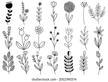 collection forest fern eucalyptus art foliage natural leaves herbs in line style. Decorative beauty elegant illustration for design hand drawn flower