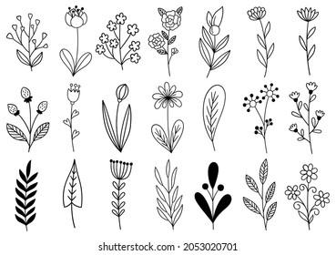 collection forest fern eucalyptus art foliage natural leaves herbs in line style. Decorative beauty elegant illustration for design hand drawn flower