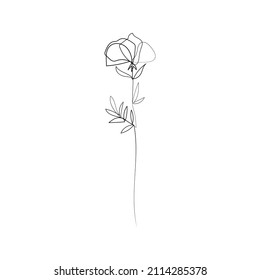 collection forest fern eucalyptus art foliage natural
leaves herbs in line style. Decorative beauty, elegant illustration 
for design: Vector flower Botanical