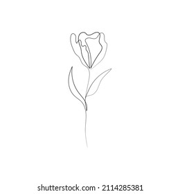 collection forest fern eucalyptus art foliage natural
leaves herbs in line style. Decorative beauty, elegant illustration 
for design: Vector flower Botanical