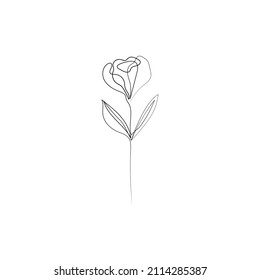 collection forest fern eucalyptus art foliage natural
leaves herbs in line style. Decorative beauty, elegant illustration 
for design: Vector flower Botanical