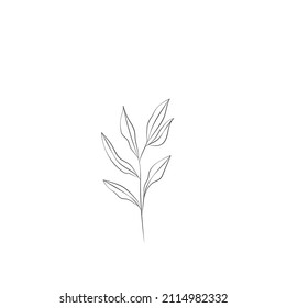 collection forest fern eucalyptus art foliage natural
leaves herbs in line style. Decorative beauty, elegant illustration 
for design: Vector flower Botanical