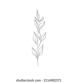 collection forest fern eucalyptus art foliage natural
leaves herbs in line style. Decorative beauty, elegant illustration 
for design: Vector flower Botanical