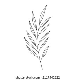 collection forest fern eucalyptus art foliage natural
leaves herbs in line style. Decorative beauty, elegant illustration 
for design: Vector flower Botanical