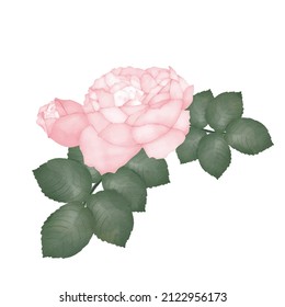 collection forest fern eucalyptus art foliage natural
leaves herbs in line style. Decorative beauty, elegant illustration
for design: Vector flower Botanical watercolor