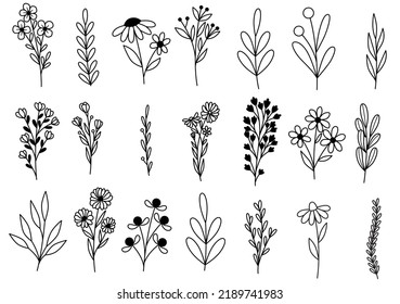 collection forest fern eucalyptus art foliage natural leaves herbs in line style. Decorative beauty elegant illustration for design hand drawn flower