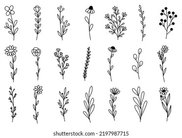 collection forest fern eucalyptus art foliage natural leaves herbs in line style. Decorative beauty elegant illustration for design hand drawn flower