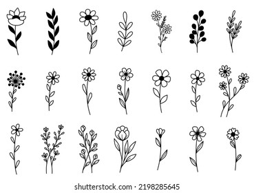 collection forest fern eucalyptus art foliage natural leaves herbs in line style. Decorative beauty elegant illustration for design hand drawn flower