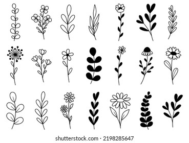 collection forest fern eucalyptus art foliage natural leaves herbs in line style. Decorative beauty elegant illustration for design hand drawn flower