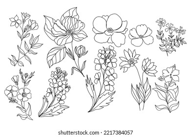 collection forest fern eucalyptus art foliage natural leaves herbs in line style. Decorative beauty elegant illustration for design hand drawn flower