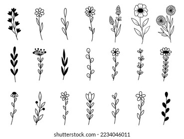 collection forest fern eucalyptus art foliage natural leaves herbs in line style. Decorative beauty elegant illustration for design hand drawn flower