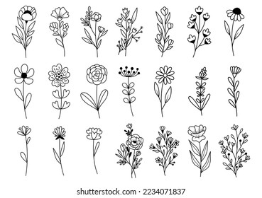 collection forest fern eucalyptus art foliage natural leaves herbs in line style. Decorative beauty elegant illustration for design hand drawn flower