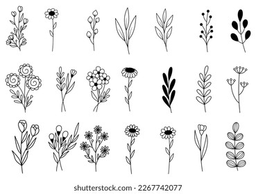 collection forest fern eucalyptus art foliage natural leaves herbs in line style. Decorative beauty elegant illustration for design hand drawn flower