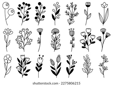 collection forest fern eucalyptus art foliage natural leaves herbs in line style. Decorative beauty elegant illustration for design hand drawn flower