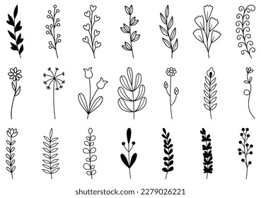 collection forest fern eucalyptus art foliage natural leaves herbs in line style. Decorative beauty elegant illustration for design hand drawn flower