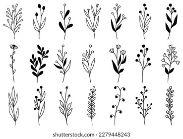 collection forest fern eucalyptus art foliage natural leaves herbs in line style. Decorative beauty elegant illustration for design hand drawn flower