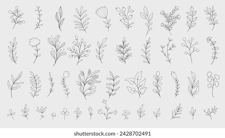 collection forest fern eucalyptus art foliage natural leaves herbs in line style.