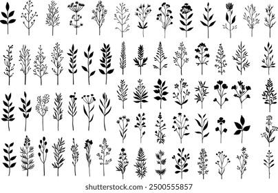 collection forest fern eucalyptus art foliage natural leaves herbs in line style. Decorative beauty elegant illustration for design hand drawn flower 