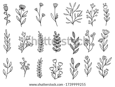collection forest fern eucalyptus art foliage natural leaves herbs in line style. Decorative beauty elegant illustration for design hand drawn flower