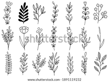 collection forest fern eucalyptus art foliage natural leaves herbs in line style. Decorative beauty elegant illustration for design hand drawn flower