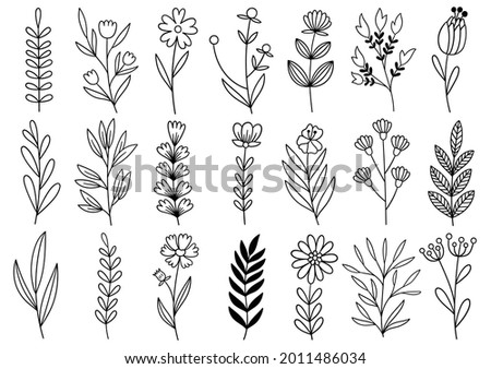 collection forest fern eucalyptus art foliage natural leaves herbs in line style. Decorative beauty elegant illustration for design hand drawn flower