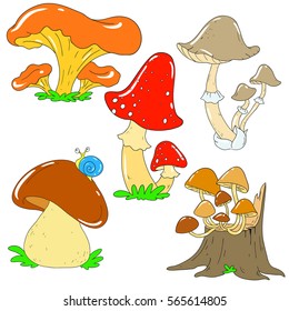 Collection of forest mushrooms. Chanterelle, mushroom, toadstool, white fungus. Mycelium Vector Mushroom isolated