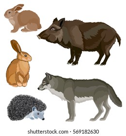 Collection of Forest wild animals