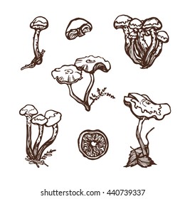 Collection of forest wild mushrooms. Honey mushrooms. Set. Hand drawn.