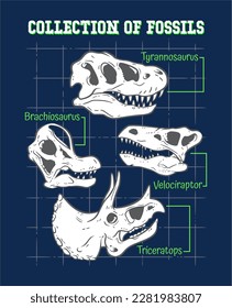 Colección de fósiles, dinosaurio, dino, fósil, tiranosaurio, velociraptor