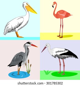Collection from four birds. Vector illustration