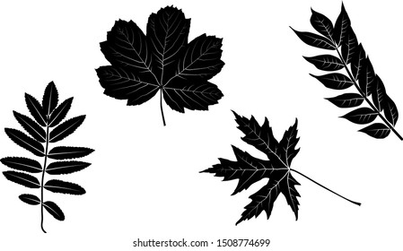 collection of four black leaves silhouettes